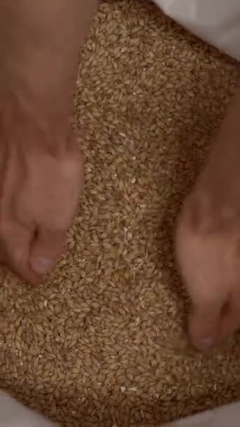 手拿着和倒大麦麦芽在袋子里 酿酒厂概念 Fullhd垂直视频 — 图库视频影像