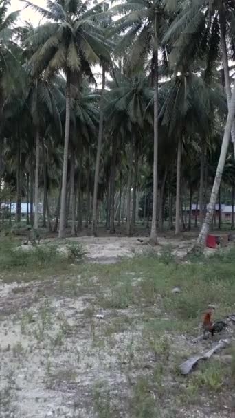 Nsansız Hava Aracı Bir Hindistan Cevizi Palmiye Ormanına Yaklaşır Fullhd — Stok video