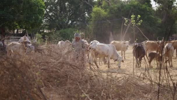 一名亚洲牧人和他的牲畜在泰国 4K水平视频 — 图库视频影像