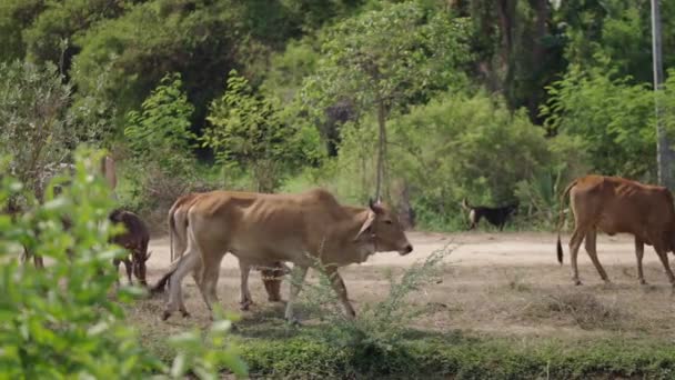 Vacas Marrones Pasean Por Campo Tailandia Horizontal Video — Vídeo de stock