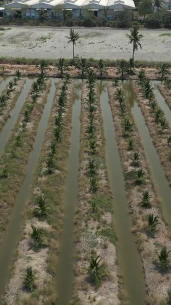 ココナッツ栽培フィールドの空からの計画 Fhd垂直ビデオ — ストック動画