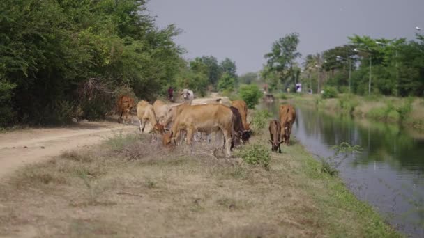 Varias Vacas Pastan Río Junto Una Carretera Horizontal Video — Vídeo de stock