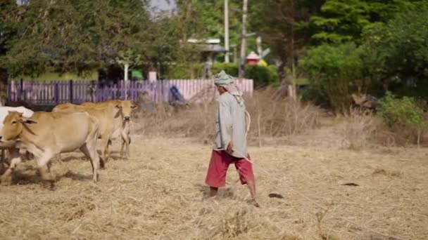 一个背带两根绳子的男人抓住了一头奶牛 4K水平视频 — 图库视频影像