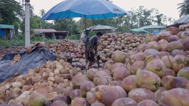Kokosnötter Delas Oigenkännliga Asiatiska Horisontell Video — Stockvideo
