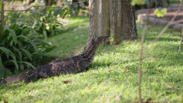모니터 도마뱀은 잔디에 밖으로 체육관 — 비디오