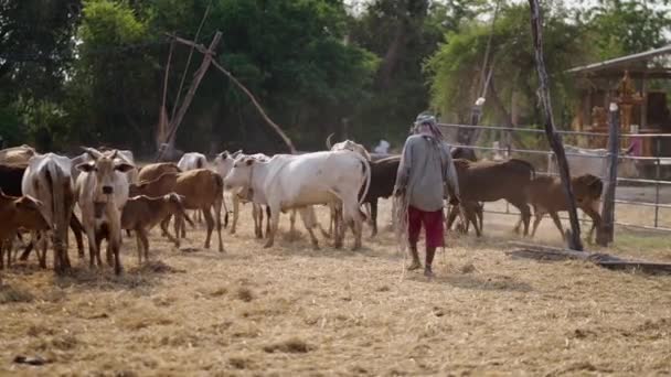 一个无法辨认的人走在牛中 4K水平视频 — 图库视频影像