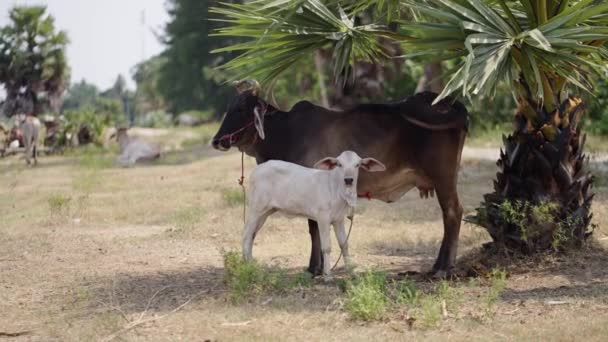 Uma Vaca Com Seu Boi Seu Lado Horizontal Vídeo — Vídeo de Stock