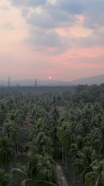 Tayland Gökyüzünden Görünen Palmiye Ormanı Fullhd Dikey Video — Stok video
