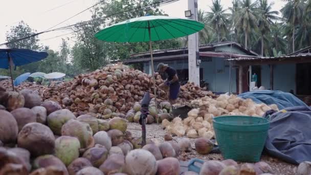 Mężczyzna Wycinający Kokosy Fabryce Horizontal Video — Wideo stockowe