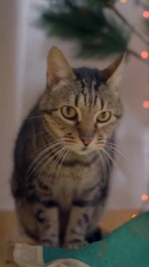 Evde Noel ağacının altında oturan Tekir Kediyi terbiye et. Kapat - Dikey FullHD videosu