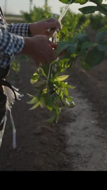 Agricultor Irreconocible Corta Ramas Naranjo Cerca Fullhd Vídeo Vertical — Vídeos de Stock