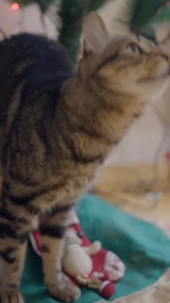 Чарівна Таббі Кішка Сидить Під Різдвяною Ялинкою Будинку Крупним Планом — стокове відео