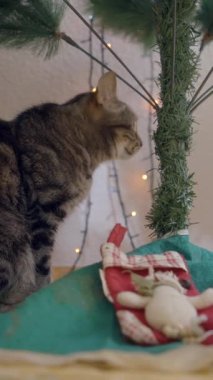 Noel Ağacı Altında Oyuncak Kedi. Kapat - Dikey FullHD videosu