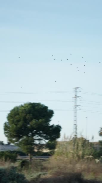 Uccelli Liberi Che Volano Attraverso Cielo Valencia Spagna Fullhd Video — Video Stock