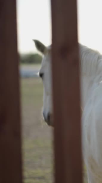 バレンシアの牧場のフェンスの背後にある白い馬 Fullhd垂直ビデオ — ストック動画