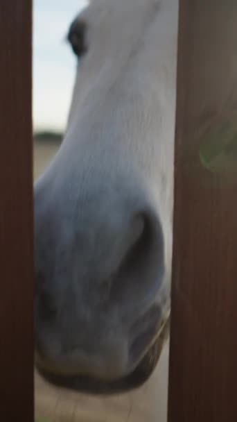 Όμορφο Άλογο Κρυφοκοιτάζει Μύτη Του Μέσα Από Φράχτη Βραδινό Φως — Αρχείο Βίντεο