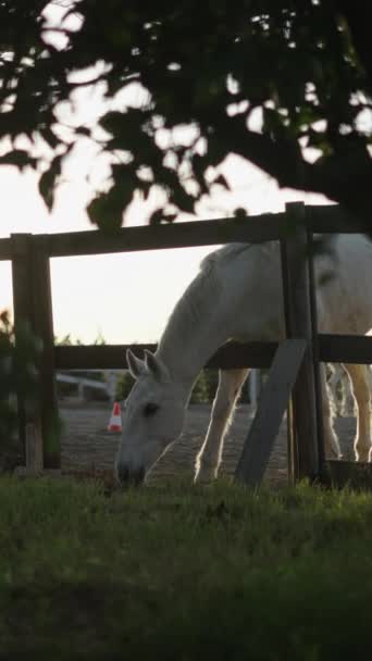フェンスの後ろに放牧する馬 背景にサンセットライト フルHd垂直ビデオ — ストック動画