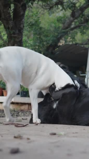 裏庭で黒と白の犬の遊び戦い フルHd垂直ビデオ — ストック動画