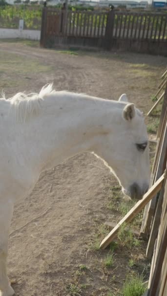 Silny Biały Koń Jedzący Zioła Zagrodą Fullhd Vertical Video — Wideo stockowe