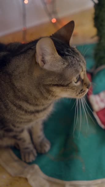 Μια Γκρίζα Γάτα Κάθεται Ήσυχα Κάτω Από Ένα Χριστουγεννιάτικο Δέντρο — Αρχείο Βίντεο