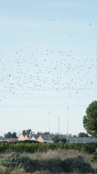 成群的黑鸟在晴朗的蓝天中飞翔 慢动作射击 Fullhd垂直视频 — 图库视频影像