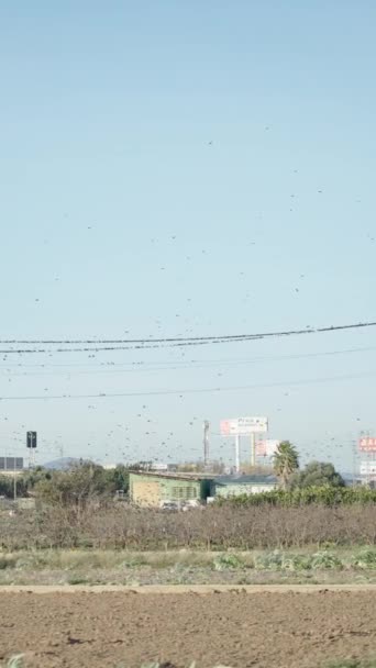 Огромное Стадо Черных Птиц Летающих Вокруг Электрического Провода Испанский Пейзаж — стоковое видео
