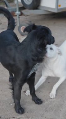Oyuncak siyah beyaz köpek yavruları arka bahçede eğleniyor FullHD dikey video