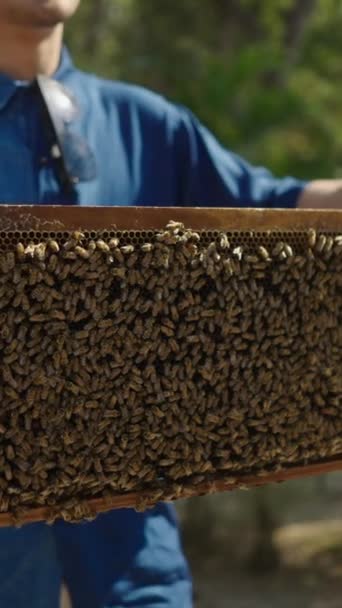 Невпізнаваний Чоловік Блакитній Сорочці Тримає Панель Повну Бджіл Поруч Іншим — стокове відео