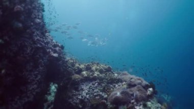 Tayland 'ın derinliklerinde çeşitli balık sürüleri yüzer - 4K Yatay video