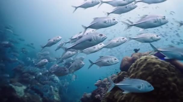 Pseudocaranx Zátony Úszás Mélyben Horizontális Videó — Stock videók