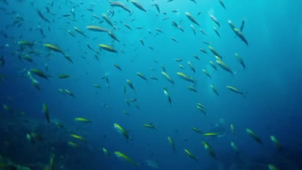 Velká Škola Ryb Pterocaesio Plavat Zdarma Horizontální Video — Stock video