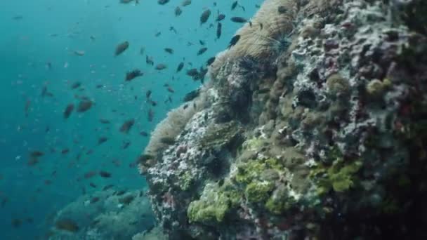 珊瑚中美丽的海葵 周围有鱼 4K水平视频 — 图库视频影像