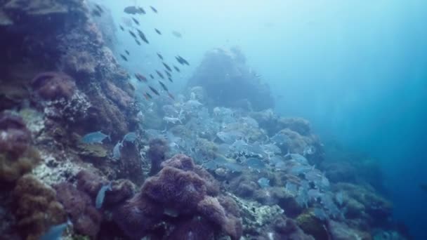 Olika Typer Fisk Samexisterar Simmande Bland Koraller Horisontell Video — Stockvideo