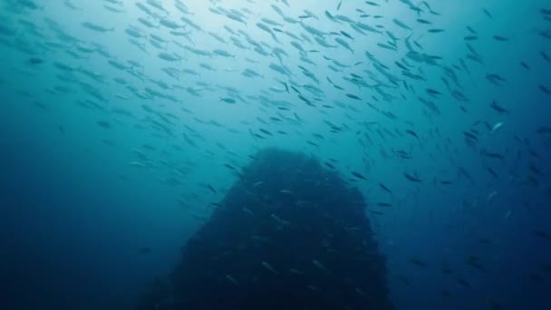 Εκατοντάδες Ψάρια Κολυμπούν Ελεύθερα Κάτω Από Θάλασσα Οριζόντια Βίντεο — Αρχείο Βίντεο