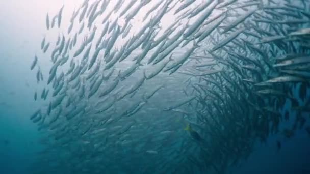泰国美丽的梭子鱼群集 4K水平视频 — 图库视频影像