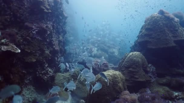 Gran Grupo Pseudocaranx Nadan Entre Corales Horizontal Video — Vídeos de Stock