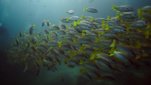 Een Grote Groep Lutjanus Vitta Die Samen Zwemmen Horizontale Video — Stockvideo