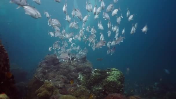 Halrajok Úsznak Mélyben Horizontális Videó — Stock videók