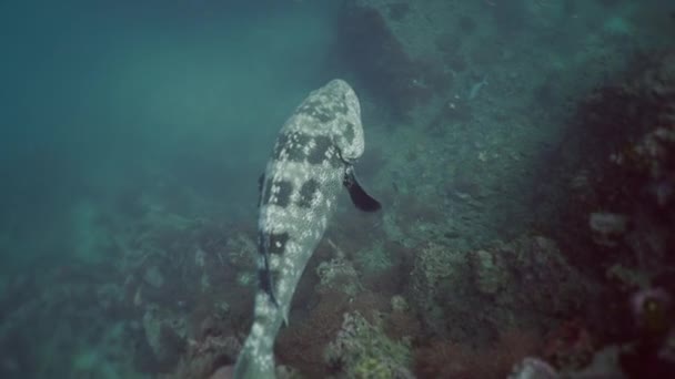 Ryba Rodziny Serranidae Pływa Wśród Małych Ryb Horizontal Video — Wideo stockowe