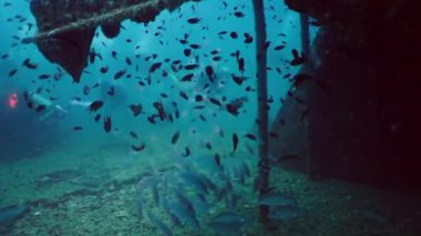 Yüzen apogonidae familyasından balık sürüsü - yatay 4K video