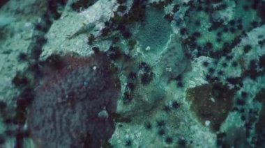 Küçük balıklar mercanlarda yüzer ve beslenir - yatay 4K video