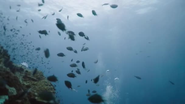 タイのサンゴ礁を泳ぐ魚 水平4Kビデオ — ストック動画