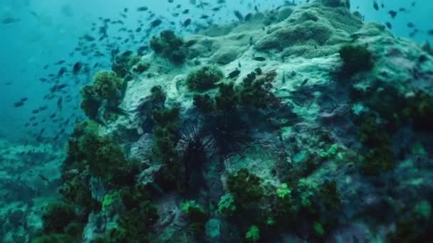 Many Fish Swim Corals Sea Urchins Horizontal Video — Stock Video