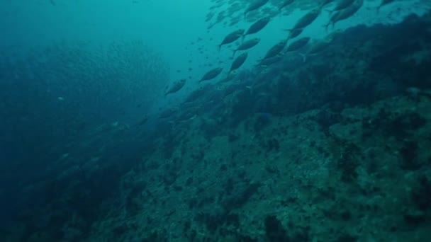 观塘岛上有一大群鱼儿在游泳 水平4K录像 — 图库视频影像