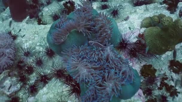 Jeże Anemony Koralowcach Podwodnych Poziome Wideo — Wideo stockowe