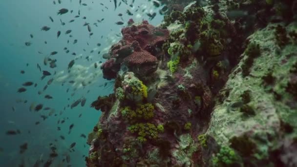 Diverse Soorten Vissen Zwemmen Tussen Koralen Horizontale Video — Stockvideo