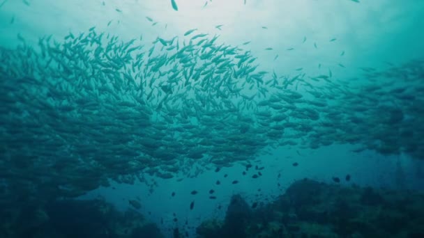 在高渡岛上有一个巨大的鱼群游动 水平4K视频 — 图库视频影像
