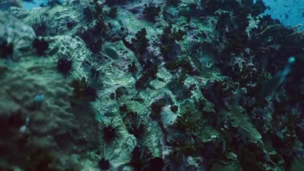 Grote Aantallen Vissen Zwemmen Tussen Koralen Zee Egels Horizontale Video — Stockvideo