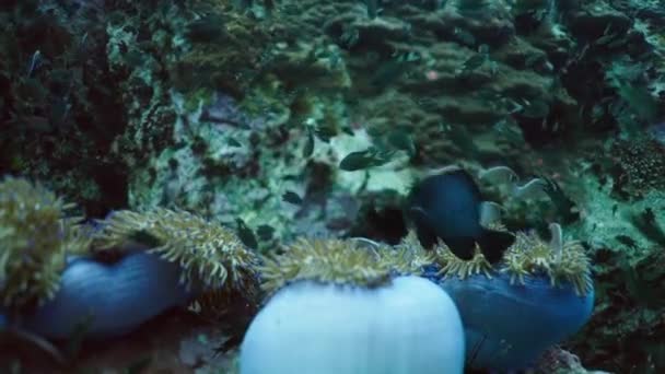 Wunderschöne Korallen Auf Dem Meeresgrund Horizontales Video — Stockvideo