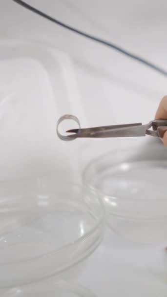 Jeweler Tweezer Puts Metal Crystal Clear Bowl Liquid Shop Closeup — Stock Video
